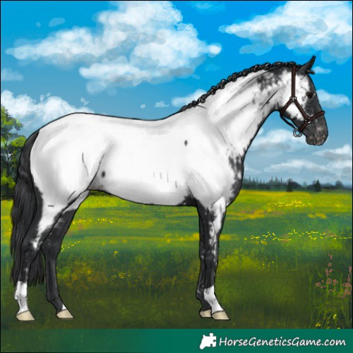 Horse Color:Black Near Fewspot 