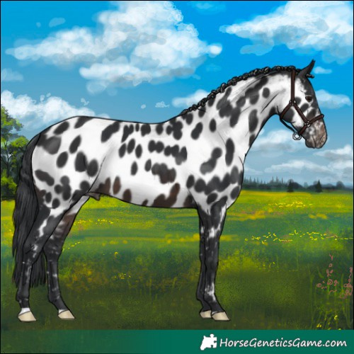 Horse Color:Brown Appaloosa 