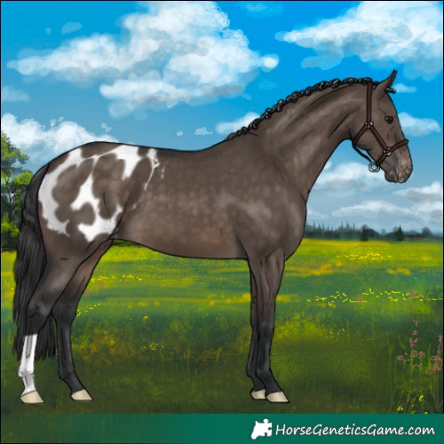 Horse Color:Brown Dun Appaloosa 