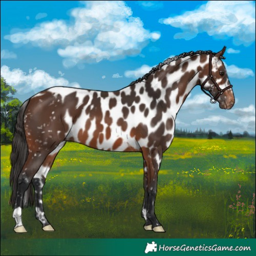 Horse Color:Brown Skewed LP Spotted