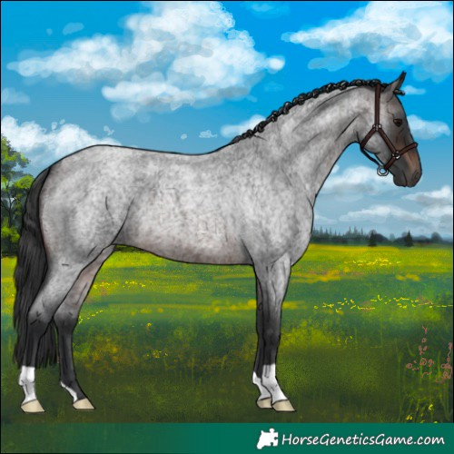 Horse Color:Brown Roan