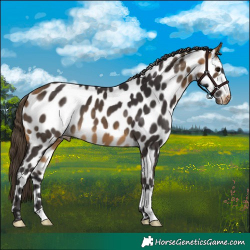 Horse Color:Buckskin Leopard 