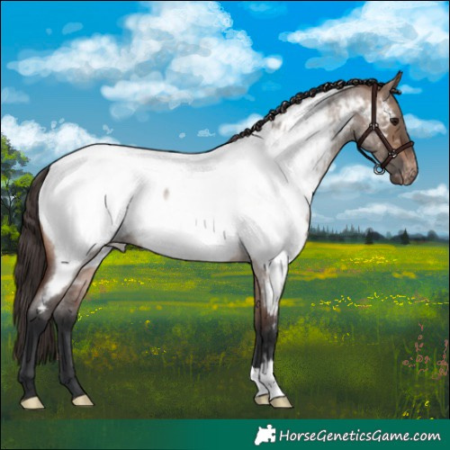 Horse Color:Brown Roan Dun Appaloosa