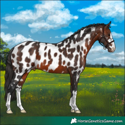 Horse Color:Brown Appaloosa