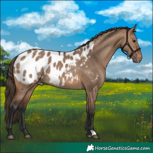 Horse Color:Brown Dun Appaloosa 