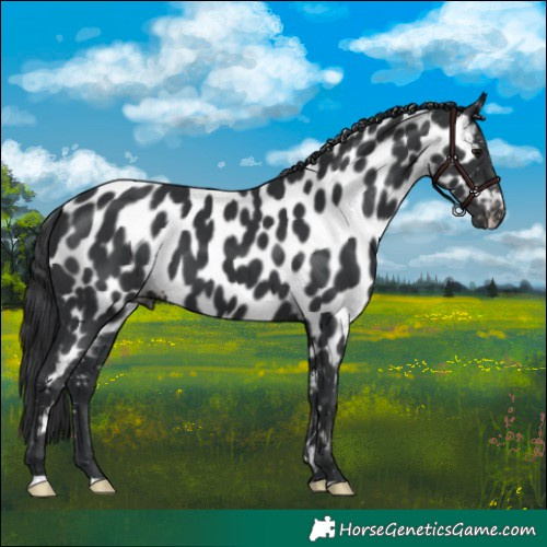 Horse Color:Black Near Leopard