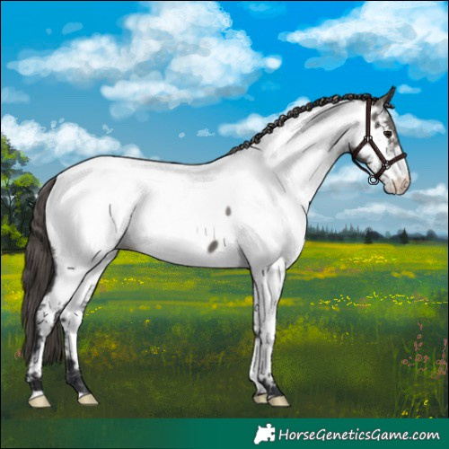 Horse Color:Grullo Fewspot 