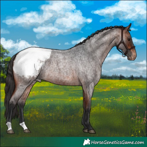 Horse Color:Bay Roan Snowcap