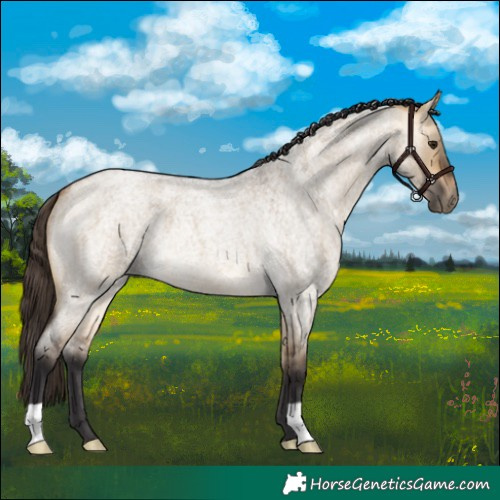 Horse Color:Buckskin Roan Dun 