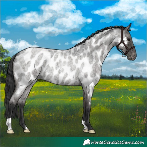 Horse Color:Blue Roan Near Leopard