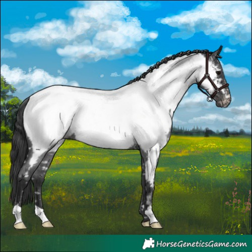 Horse Color:Blue Roan Near Fewspot