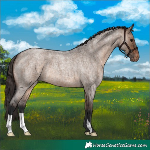 Horse Color:Brown Roan Dun Appaloosa