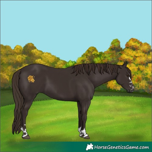 Horse Color:Liver Chestnut 