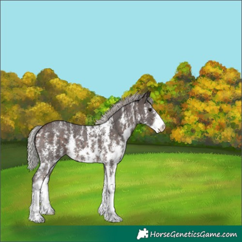 Horse Color:Silver Brown Sabino 