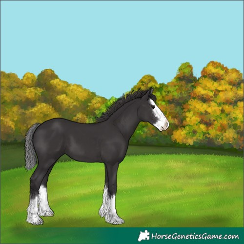 Horse Color:Smoky Black Splash 