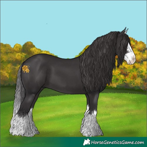 Horse Color:Smoky Black Splash 