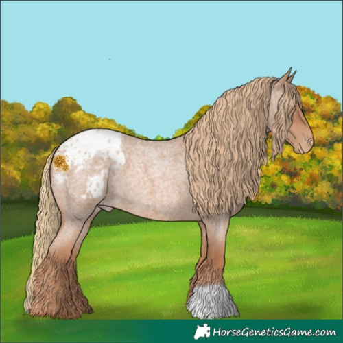 Horse Color:Red Roan Appaloosa 
