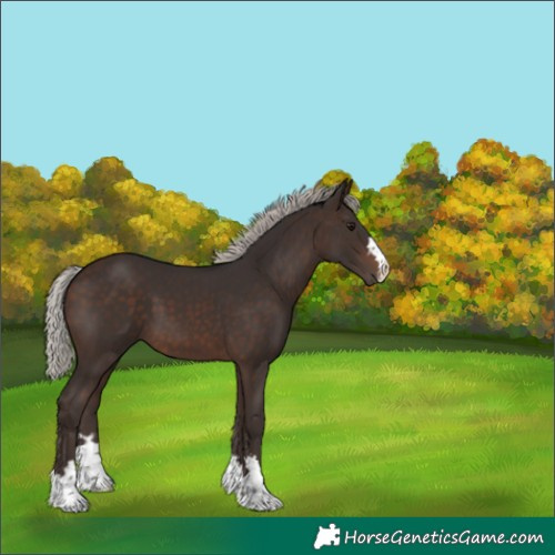 Horse Color:Silver Brown 