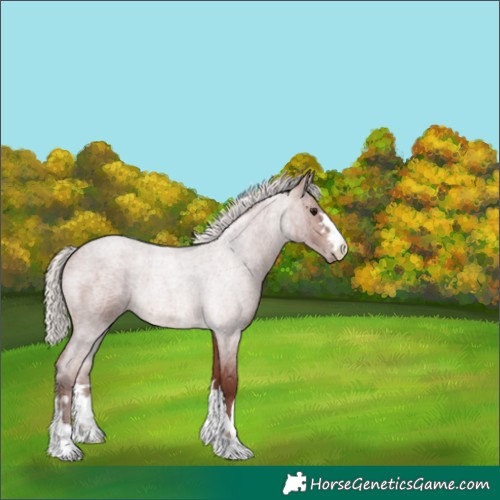 Horse Color:Chocolate Silver Brown Roan 