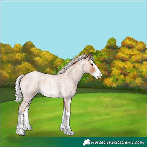 Horse Color:Silver Sable Champagne Roan Splash 