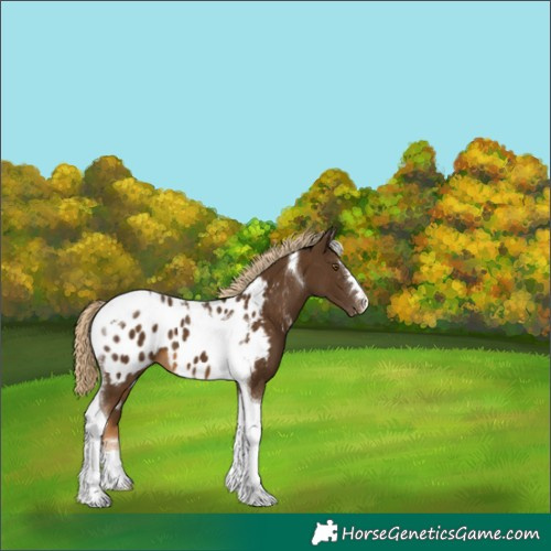 Horse Color:Chocolate Palomino Tobiano Appaloosa 