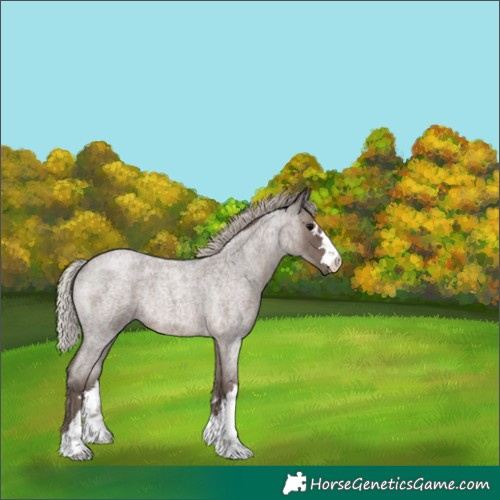 Horse Color:Silver Blue Roan 