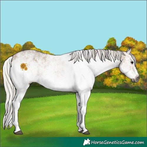 Horse Color:Gray White Spotted Silver Bay Dun 
