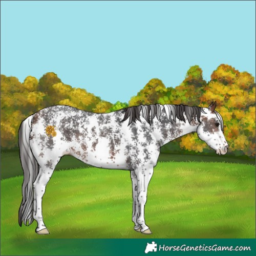 Horse Color:Bay Sabino 