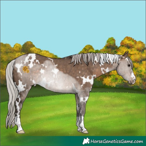Horse Color:White Spotted Silver Brown Dun Rabicano
