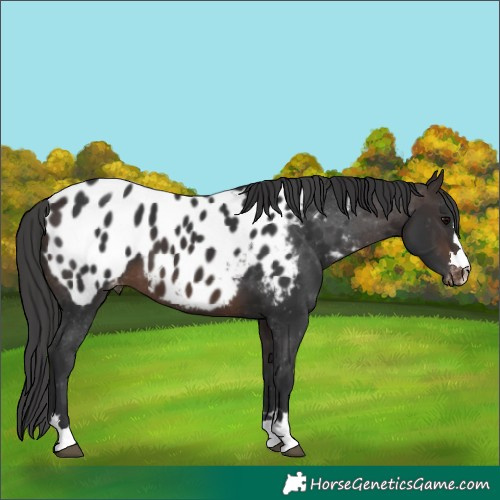 Horse Color:Brown Appaloosa 