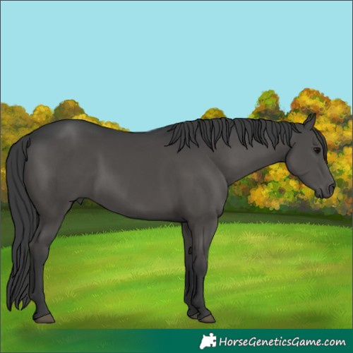 Horse Color:Black 