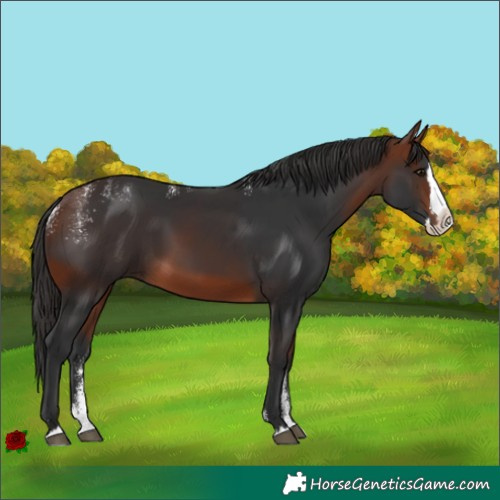Horse Color:Powder White Bay Splash 
