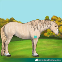 Horse Color:Red Dun Appaloosa  and Red Dun Appaloosa 
