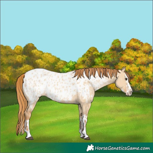 Horse Color:Red Dun Near Leopard  and Red Dun Splash Near Leopard 