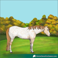 Horse Color:Red Dun Near Leopard  and Red Dun Splash Near Leopard 