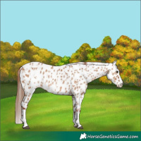 Horse Color:Red Dun Appaloosa and Red Dun Splash Appaloosa