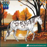 Horse Color:Brown Splash Near Leopard 