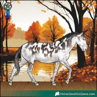 Horse Color:Brown Splash Appaloosa