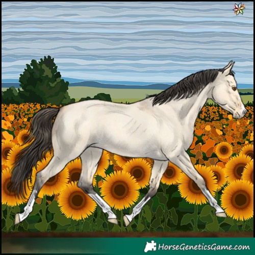 Horse Color:Buckskin Roan Dun 