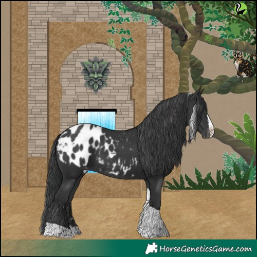 Horse Color:Black Splash Tobiano Appaloosa