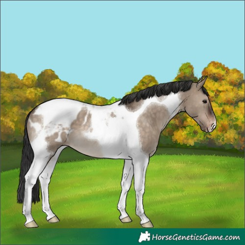 Horse Color:Brown Dun Tobiano Appaloosa 