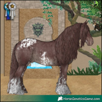 Horse Color:White Spotted Chocolate Black Appaloosa and Chocolate Black Tobiano Appaloosa