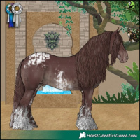 Horse Color:White Spotted Chocolate Black Blanket  and Chocolate Black Tobiano Blanket 