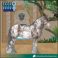 Horse Color:White Spotted Liver Chestnut Appaloosa  and White Spotted Brown Tobiano 