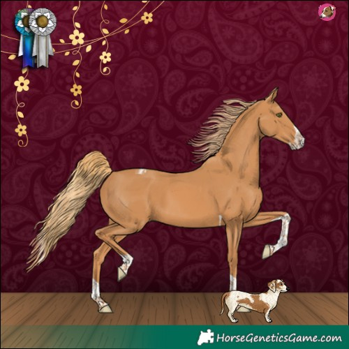 Horse Color:Chestnut Splash Tobiano 