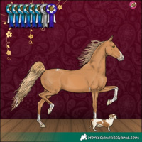 Horse Color:Chestnut Splash Tobiano