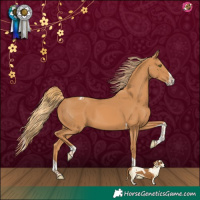 Horse Color:Chestnut Splash Tobiano 
