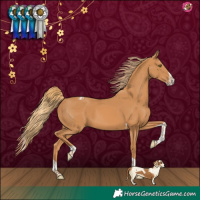Horse Color:Chestnut Splash Tobiano