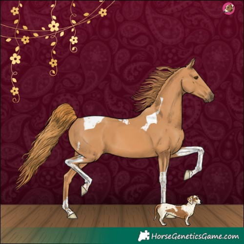 Horse Color:Chestnut Tobiano 