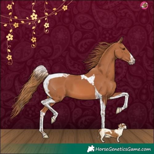 Horse Color:Chestnut Splash Tobiano 